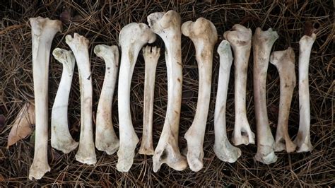 13 Deer Leg Bones Found And Cleaned