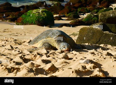 Endangered And Protected Hawaiian Green Sea Turtle Chelonia Mydas