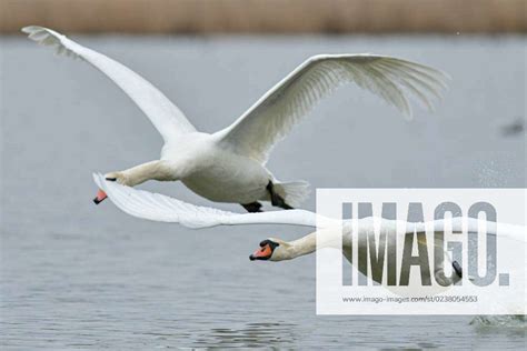 mute swans begin mating season at the fernald nature preserve mute swans are seen as their mating