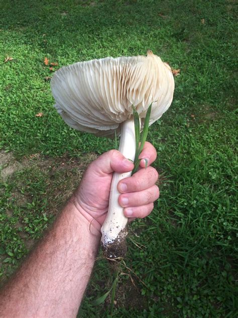 ID Request - Large Brown Mushroom - Mushroom Hunting and Identification ...