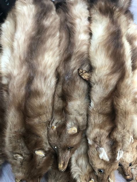 20 Genuine Marten Stone Sable Fur Skin Pelt Head Tail Etsy