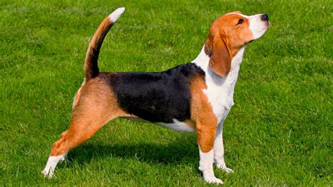 Beagle Dog Breed Information With Pictures