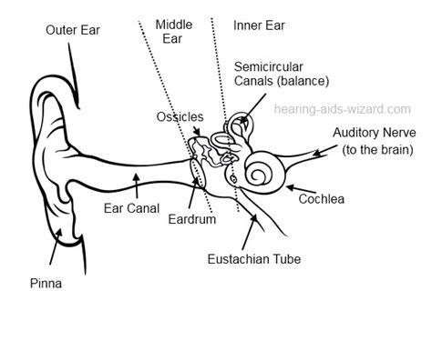 Human Ear Drawing At Getdrawings Free Download