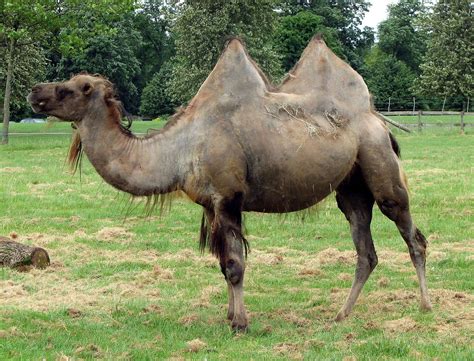 Camello Foto