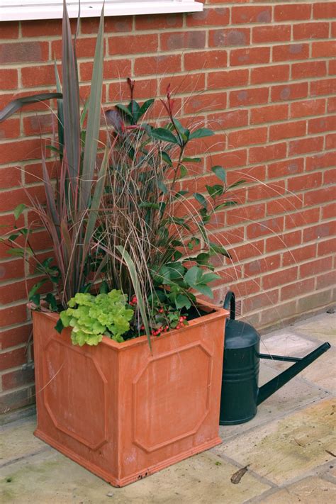 How To Plant A Winter Container Follow Our Step By Step Guide For
