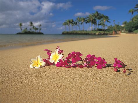 Flowers On A Hawaiian Beach Wallpapers And Images Wallpapers