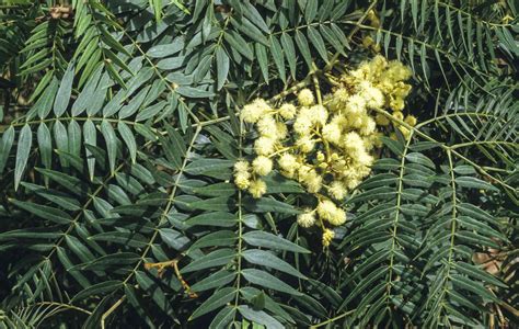 Acacia Elata Australian Plants Society