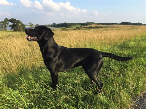 Det burde nok mere hedde en dansk lab. Formel 1 Labrador : Labrador Retriever Zippo Gul Formel 1 ...
