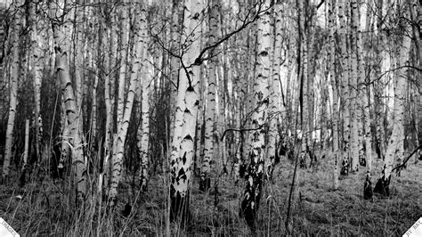 Free Download White Birch Trees No X For Your Desktop Mobile Tablet Explore