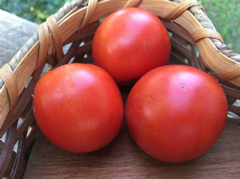 Mountain Princess Red Tomato Certified Organic White Harvest Seed