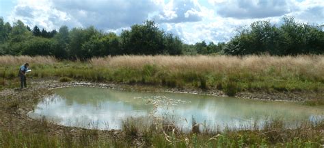 New Ponds Support Quarter Of Wetland Plants Million Ponds Project