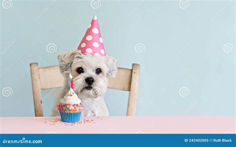 Cute White Dog With Celebration Birthday Cupcake Stock Image Image Of