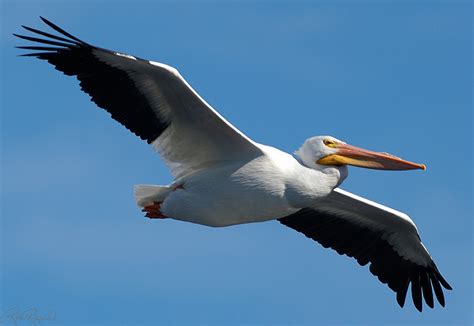 New orleans pelicans basketball game. Pelicans vs. Swooping Hawks | SpaceBattles Forums