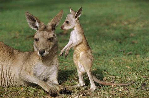 Cute Kangaroos