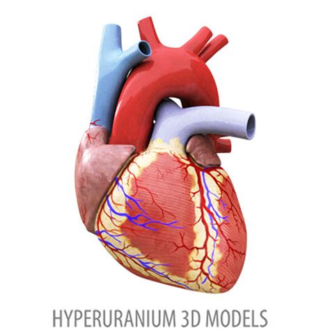 Real Heart Body Heart Clipart Wikiclipart