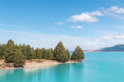 Pine Tree Forest At Lake Pukaki South Island New Zealand Stock Image