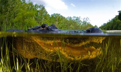 Discover The Most Alligator Infested Lakes In Louisiana A Z Animals