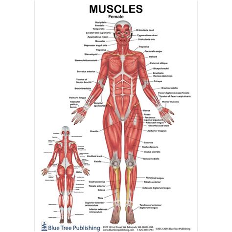 Anatomy posters and anatomy charts. Muscle Chart Back - Muscle Diagram Of The Back Posterior Front Anterior : There are three ...
