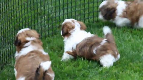 Below is a sample search of our shih tzu breeders with puppies for sale. Shih Tzu Puppies For Sale - YouTube