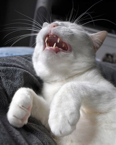 Funny Gallery Of Cats Caught Mid Sneeze