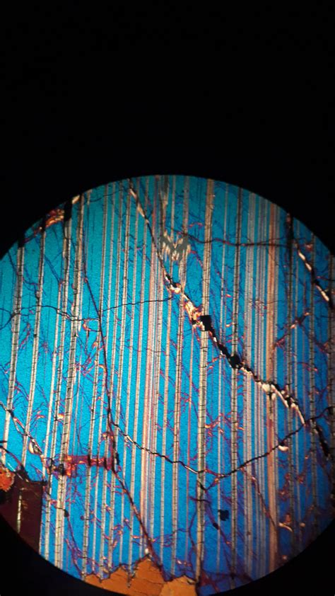 Came Across This In A Thin Section During Petrology Lab Today