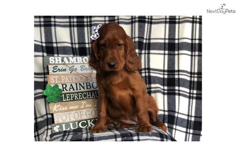 Brindget Irish Setter Puppy For Sale Near Lancaster Pennsylvania