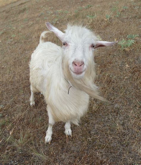 Fildomestic Goat Smile 2009 G1 Wikipedia