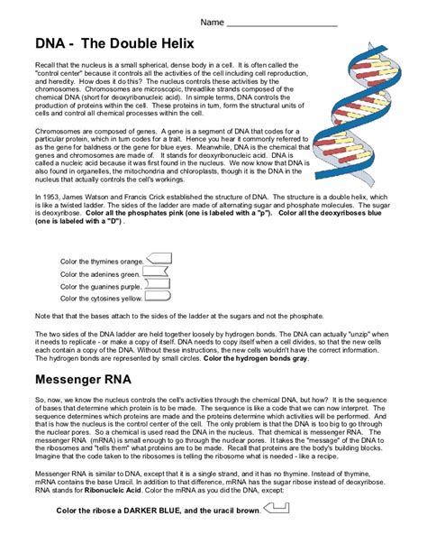 The first stage of building a protein involves a process known as transcription. DNA coloring