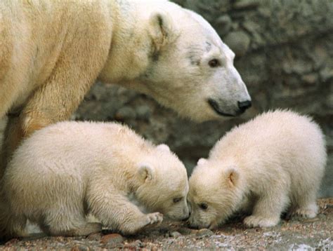 Baby Polar Bear Born In The Uk For The First Time In 25 Years