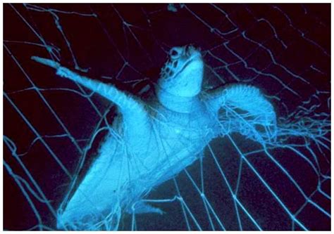 Sea Turtle Bycatch Reduced By Uv Lights On Fishing Nets