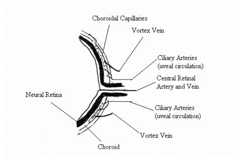 Simplified Illustration Of The Separate Blood Circulations Of The Eye