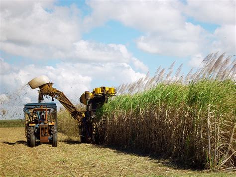Sugar Cane Harvesting