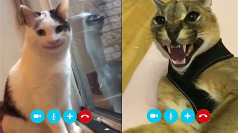 Beluga And Hecker Video Calling In 2022 Beluga Pop Cat Cats