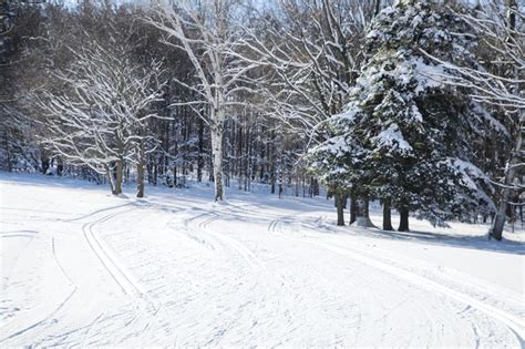 Cross Country Skiing Trails Winter Forest Covered With Snow Stock