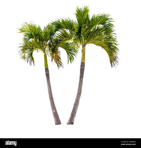 Double Coconut Tree Cut Out Stock Images And Pictures Alamy