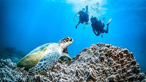 Best Padi Scuba Diving Centre In Kenya Diani Beach