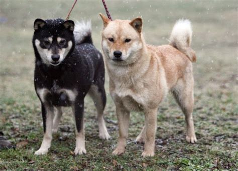 Cães And Cães Hokkaido Ken 06
