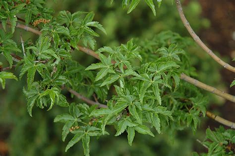Lion's head japanese maple is an heirloom cultivar, dating back to the 1880's. Lions Head Japanese Maple (Acer palmatum 'Shishigashira ...