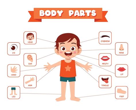 Body Parts With Pictures Free Human Body Parts Download Free Clip Art