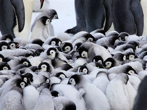 Get An Up Close Look At Penguin Life With Shots From Bbcs Spy Cam Penguins Emperor Penguin