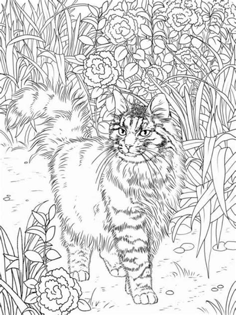 Best Coloring Books for Cat Lovers - Cleverpedia