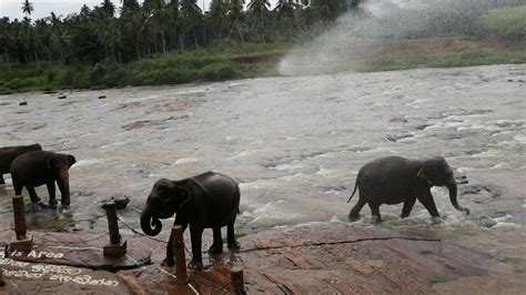 There are 710 oem, 639 odm, 185 self patent. Orphanage elephants Bathing in Pinnavala Sri Lanka - YouTube