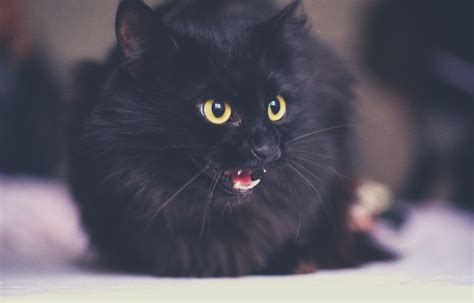 Contents overview how do cat shock collars work? The best 5 shock collars for cats: What is the best ...