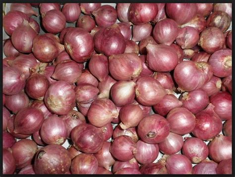 Check spelling or type a new query. Pengertian Definisi Bawang Merah Jenis Umbi Lapis Allium ...
