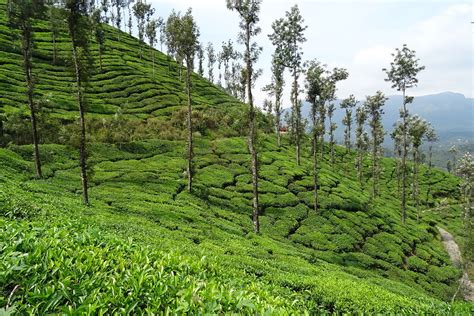 You can buy a dream or two. Chikmagalur - A coffee lover's delight - Positive World Travel