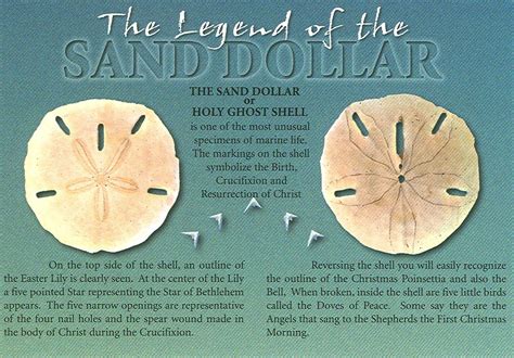 The Legend Of The Sand Dollar Joshua And Kristina Poehls Flickr