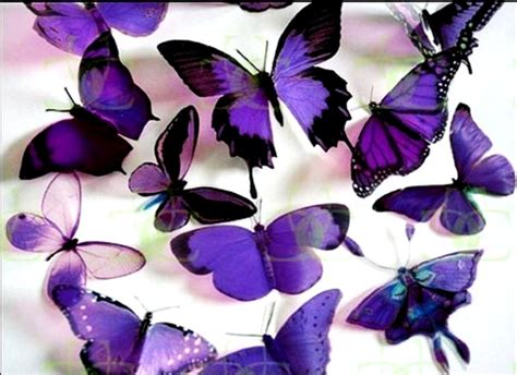 Get Inspired For Beautiful Wallpaper Butterfly Images Download Images