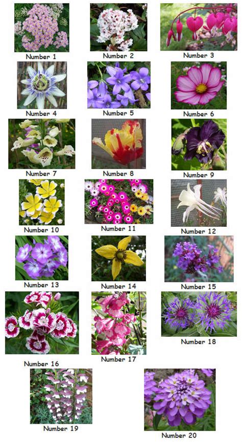 Common Garden Flowers Pictures And Names Photos