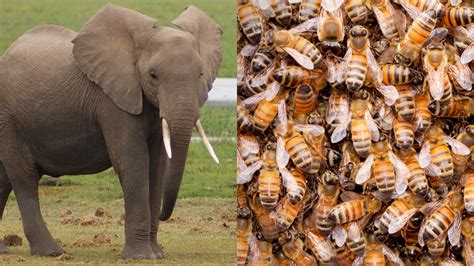 A Buzz Worthy Way To Protect Elephants Blog Nature Pbs