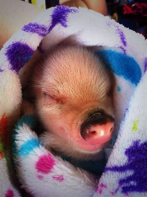 Pig In A Blanket ️ Pigs In A Blanket Cuddly Pig